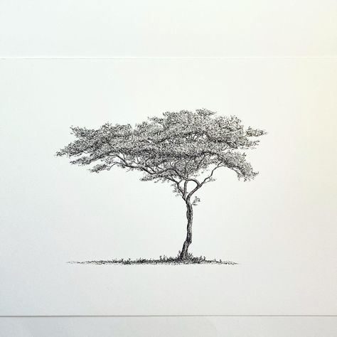 Fine line, black ink drawing of an acacia tree. MSillo, tree artist. Fine Line Plant Drawing, Acacia Tree Tattoo Ideas, Savannah Tree Drawing, Madrona Tree Tattoo, Jungle Tree Tattoo, Cyprus Tree Tattoo, Acacia Tree Illustration, African Tree Drawing, Africa Tree Tattoo