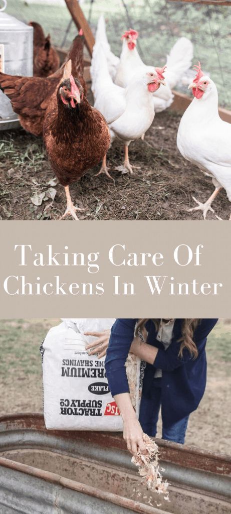 Chickens In The Snow, Taking Care Of Chickens, Winter Homesteading, Woodland Landscaping, Chickens In Winter, Caring For Chickens, Feeding Chickens, Homestead Animals, Chickens In The Winter