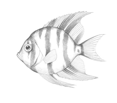 How to Draw a Tropical Fish Fish Pencil Drawing, Sea Creatures Drawing, Fish Sketch, Koi Fish Drawing, Drawn Fish, Fish Drawing, Draw Realistic, Realistic Pencil Drawings, Fish Drawings