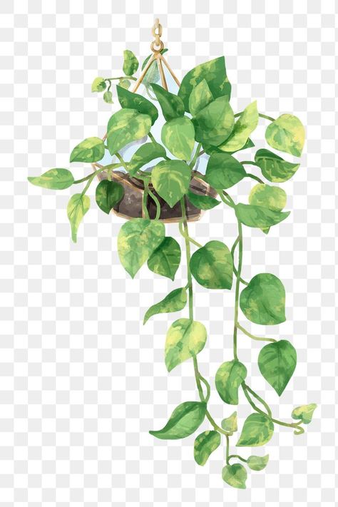 Ivy Watercolor, Creepers Plants, Ivy Flower, Vine Drawing, Leaf Png, Plant Png, Devils Ivy, Epipremnum Aureum, Watercolor Leaf