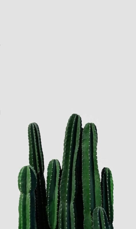 Green Cactus Aesthetic, Wall Frame Pictures, Cactus Aesthetic, Green Wallpaper Phone, Cactus Photo, Green Coconut, Cactus Photography, Western Posters, Bike Illustration