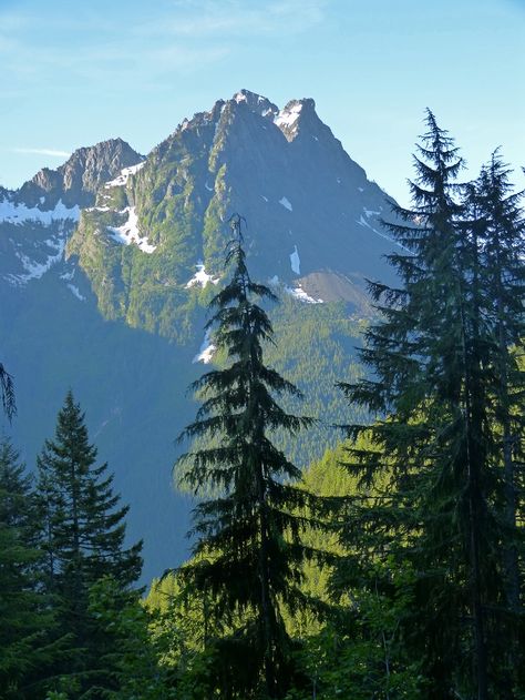 Pershing from Putvin Trail, Olympic Peninsula in Washington Mountain Trail Aesthetic, Pnw Mountains, Broad Peak Mountain, Racing In The Rain, Cascade Mountains Washington, Washington Mountains, Olympic Mountains, Wild Forest, The Cradle