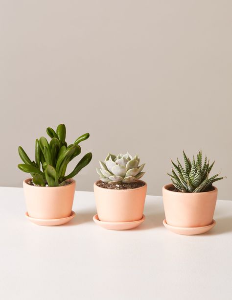 Kaktus Dan Sukulen, Plants Aesthetic, Buy Plants Online, Houseplants Indoor, Mini Succulents, Mini Plants, Plant Health, Drought Tolerant Plants, Buy Plants