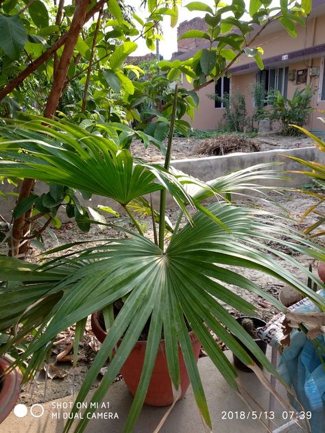 Chinese fan palm Chinese Fan Palm, Chinese Fan, Plant Varieties, Fan Palm, Fan, Plants