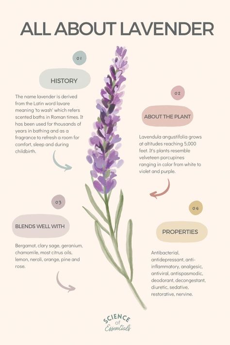 Lavender Benefits Herbs, Lavender Plant Benefits, Lavender Medicinal Uses, How To Make Lavender Essential Oil, Lavender Plant Aesthetic, Essential Oil Aesthetic, Lavender Properties, Essential Oils Aesthetic, About Flowers