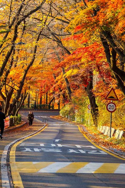 namsan-mountain-autumn-2 Autumn In Korea, Beautiful Place In The World, South Korea Photography, Best Countries To Visit, Travel Life Hacks, World Most Beautiful Place, Scene Background, Adventure Travel Explore, South Korea Travel