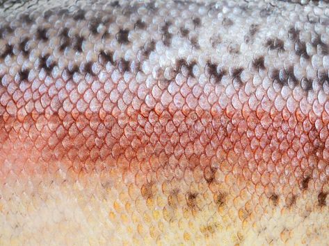 Fish Scales Photography, Fish Skin Pattern, Fish Skin Texture, Trout Skin Pattern, Fish Texture, Fish Macro Photography, Fish Scales Texture, Fish Scale Texture, Mullet Fish