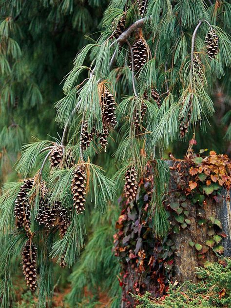 Weeping White Pine Weeping White Pine, Pinus Strobus, Canadian Hemlock, Conifers Garden, Bristlecone Pine, Play Garden, Sea Holly, Conifer Trees, Wildlife Gardening