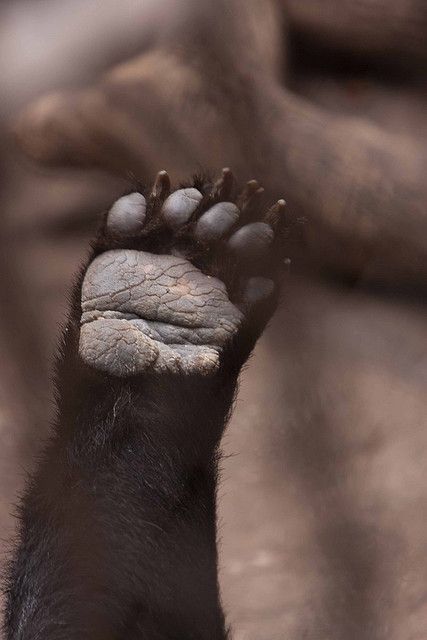 Bear Paw @ Kunming..........Hi!!!! *_* American Black Bear, The Three Bears, Brown Bears, Black Bears, Three Bears, Kunming, Paws And Claws, Bear Paw, Bear Paws