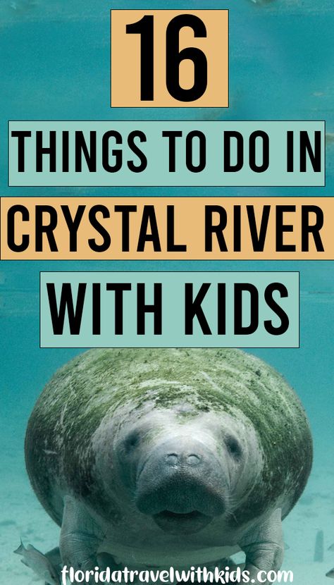 Things to do in Crystal River with kids. If you've heard that Crystal River is the best place in Florida to see manatees and you're looking for more family-friendly things to do in Crystal River, check it out! #crystalriver #manatees #floridatravelwithkids #familyfriendlyflorida #crystalrivermanatees Crystal River Florida Things To Do, Crystal Springs Florida, Best Places In Florida, Swimming With Manatees, Crystal River Florida, Manatee Florida, Rainbow River, River Float, Florida Springs