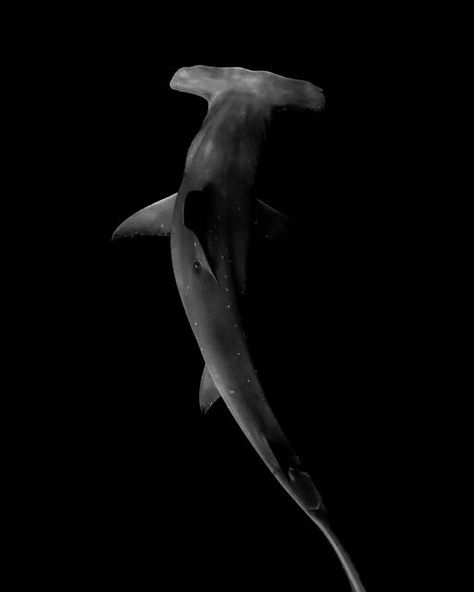 Shark Aesthetics, Shark Wallpaper Iphone, Hammerhead Sharks, Thresher Shark, Cat Shark, Shark Conservation, Theme Dark, Shark Tale, Sweet Photography