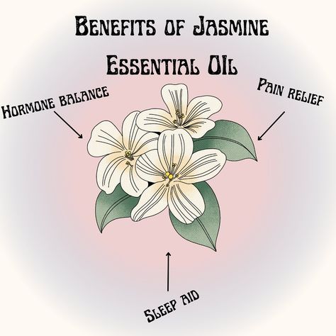 Our ingredient highlight this week! Jasmine essential oil! We hope this info is useful for everyone! Enjoy! #jasmineessentialoil #naturalingredients #essentialoils #ingredienthighlight #natural #homeopathic #sleepaid #hormonalbalance #painrelief #calmingessentialoils #aromatherapy Chameli Flower, Jasmine Color, Essential Oils For Pain, Calming Essential Oils, Jasmine Essential Oil, Jasmine Flower, Beauty Tricks, July 28, Hormone Balancing