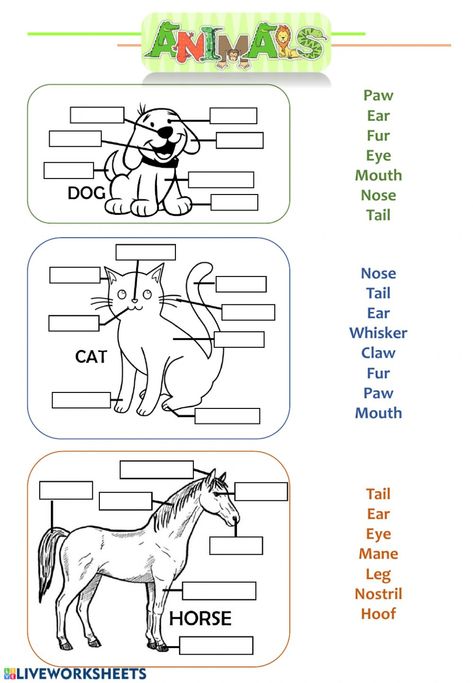 Ingles Kids, Animal Body Parts, Kindergarten Prep, English Activities For Kids, Animal Worksheets, Kids English, 1st Grade Worksheets, English Lessons For Kids, Women Health