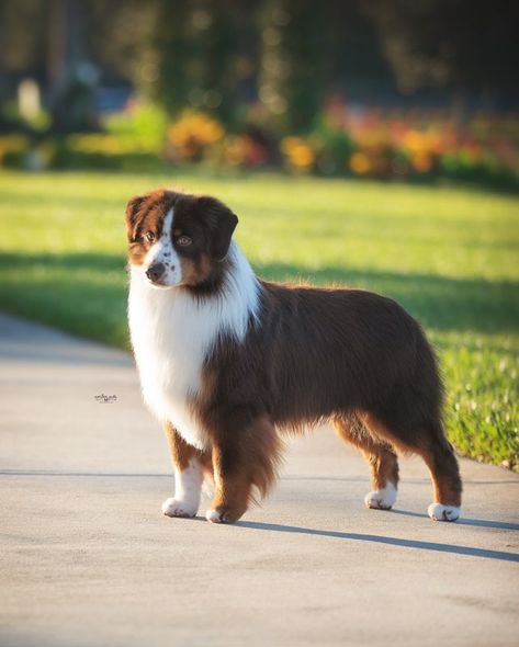 Mini Shepard Dog, Mini American Shepherd, Australian Shepherd Miniature, Miniature Aussie, Australian Shepherd Mixed With German Shepherd, American Shepherd Miniature, Dog Types, Dog Transport, Central Asian Shepherd