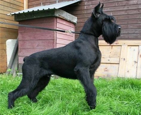 Giant Schnauzer Puppies, Giant Schnauzer Grooming Styles, Giant Schnauzer Grooming, Giant Shnauzer, Giant Schnauzer Puppy, Black Schnauzer, Schnauzer Grooming, Schnauzer Mix, Miniature Schnauzer Puppies