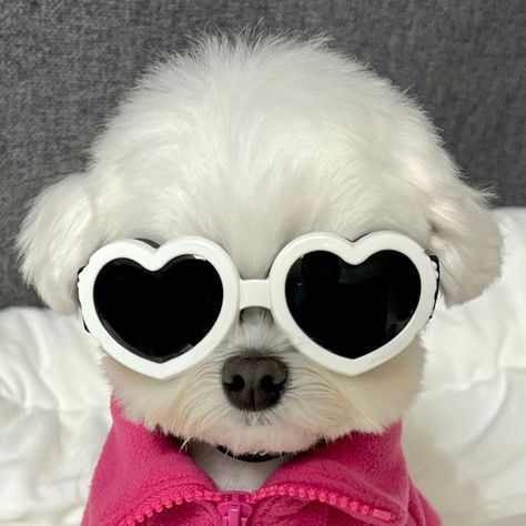 Savage Animals, Cute Fluffy Dogs, Dog With Glasses, Cute Dogs Images, Super Cute Puppies, Very Cute Dogs, Crazy Funny Pictures, Photo Chat, Cat Icon