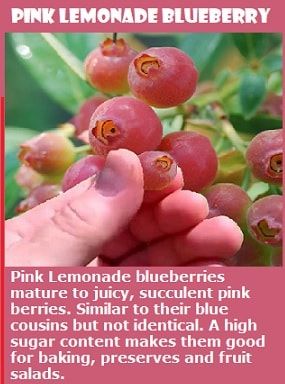 Pink Icing Blueberry Bush, Pink Lemonade Blueberries, Pink Lemonade Blueberry Bush, Blueberry Bushes Growing, Pink Blueberries, Blueberry Farming, Pink Blueberry, Blueberry Garden, Pink Lemonade Blueberry