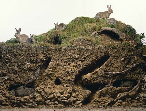 Rabbit burrow cross-section Rabbit Burrow, All About Rabbits, Wild Rabbit, Watership Down, Cross Section, Rabbit Hole, Animal House, Rabbits, Trees To Plant