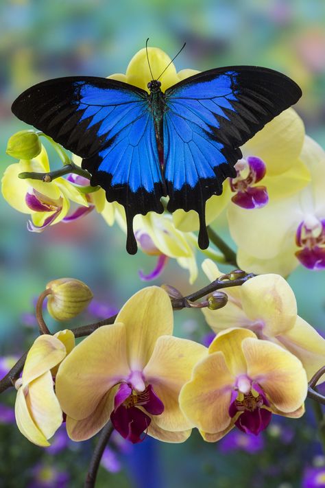 Mountain Blue Tropical Butterfly from Australia on Orchid Photography by:  Darrell Gulin On The Wings Of Love, Orchid Photography, Beautiful Bugs, Butterfly Pictures, Butterfly Wallpaper, Butterfly Garden, Butterfly Art, Butterfly Flowers, Colorful Butterflies