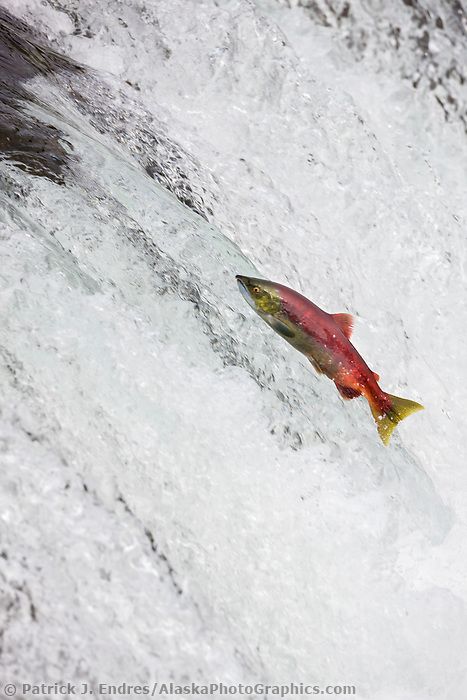 Red salmon jumps the falls of the Brooks River, Katmai National Park, Alaska. Salmon Images, Alaska Salmon Fishing, Kokanee Salmon, Red Salmon, Katmai National Park, Salmon River, Sockeye Salmon, Salt Water Fishing, Salmon Run