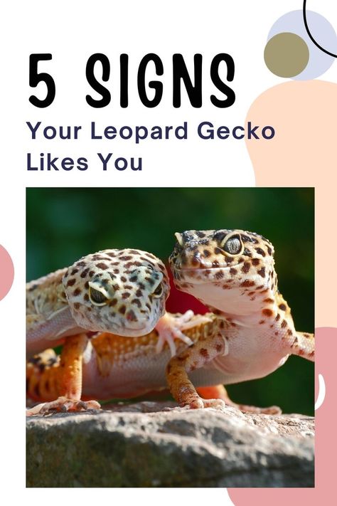 Is your leopard gecko excited to see you? Or is it tolerating your presence just so it can eat? Unlike other pets, reptiles do not expressly show affection. Leopard geckos have subtle body and behavior cues that show that they trust you and you have formed a bond with them. A sign that your leopard Leopard Gecko Cage, Leopard Gecko Diy, Gecko Cage, Leopard Gecko Cute, Green Anole, Leopard Gecko Care, Diy Reptile, Gecko Terrarium, Cute Gecko