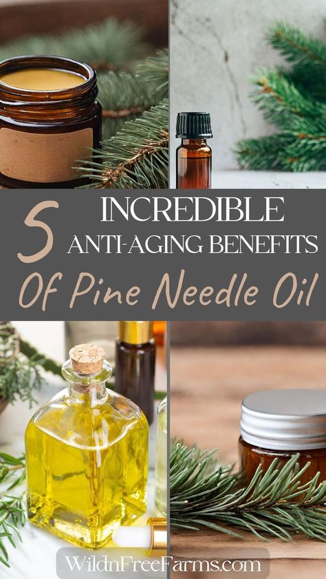 pine needle anti-aging cream Shea Butter Lotion Recipe, Anti Aging Face Cream Diy, Shea Butter Recipes, Pine Oil, Shea Butter Lotion, Pine Essential Oil, Holistic Skin Care, Lotion Recipe, Whipped Shea Butter