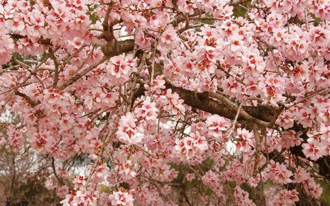 Japanese Wallpaper Desktop, Pink Computer Wallpaper, Tree Hd Wallpaper, Pink Computer, Windows Themes, Japanese Wallpaper, Cherry Blossom Wallpaper, Japanese Tree, L Wallpaper