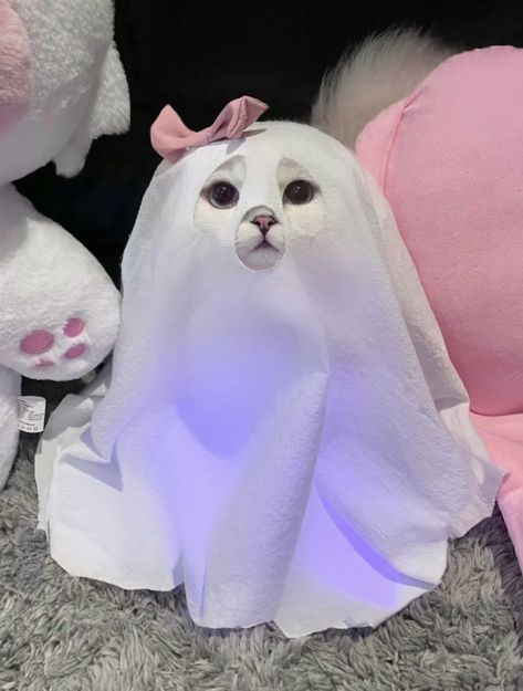 Silly Cats Pictures, Ghost Cat, Cat Icon, Silly Animals, Cat Costumes, Kawaii Cat, Cat Aesthetic, Funny Cat Pictures, Funny Cute Cats