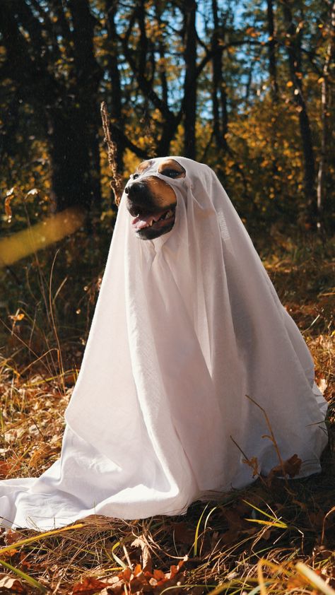 Autumn photoshoot halloween dog ghost retro photo Dog Ghost Photoshoot, Halloween Dog Photoshoot, Dog Ghost Costume, Pumpkin Head Photo Shoot, Fotos Halloween, Dog Ghost, Ghost Photoshoot, Head Photo, Halloween Dogs