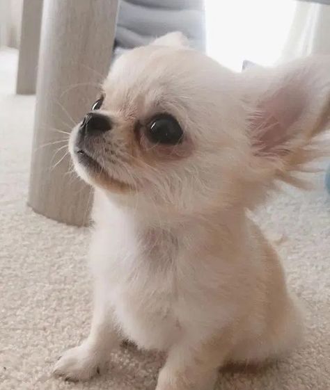 Cute Chiuahaha, Chiuahaha Cute, Chiuahaha Puppies, Chichuachua Puppies, Psy Chihuahua, Teacup Chihuahua Puppies, Baby Chihuahua, Teacup Pomeranian, Cute Chihuahua