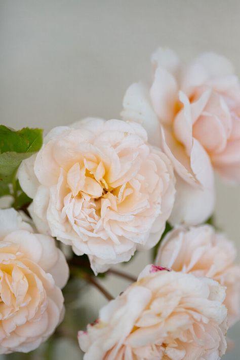 Cream & Ivory Roses — Rose Story Farm Light Peach Flowers, Neutral Roses, Elegant Wedding Colors, Natalie Jones, Yellow Rose Flower, Coral Roses, Rose Varieties, Future Dreams, Wedding Pink