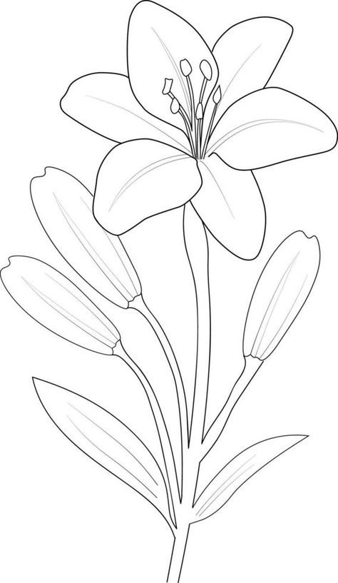 Black and white outline vector coloring book page for adults and children flowers lilies lilium with leaves. Lily Flower Outline, Flowers Outline Drawing, Lily Drawings, Black And White Outline, Lilies Drawing, Flower Outline, Stargazer Lily, Outline Drawings, Book Page