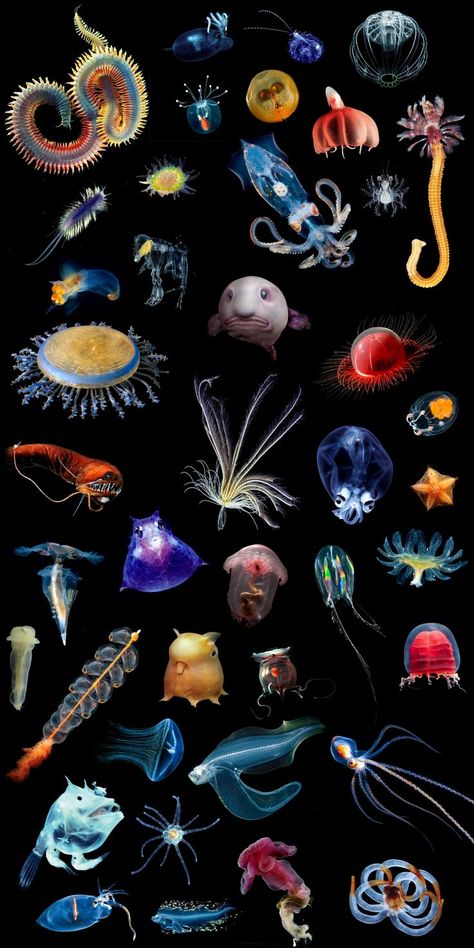 Cute Deep Sea Creatures, Bioluminescence Sea Creatures, Bioluminescent Sea Creatures, Bioluminescence Creatures, Deep Ocean Creatures, Deep Sea Jellyfish, Deep Sea Creature, Deep Sea Life, Deep Sea Fish