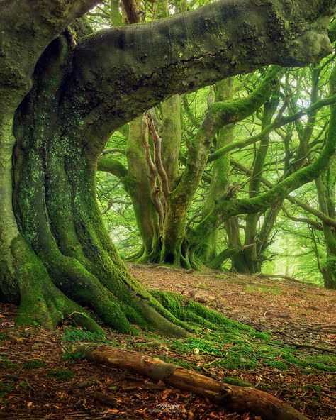 https://flic.kr/p/J2551t | 'Green Giants' - Western Scotland | Deep in the haunted forests of Western Scotland lurk these slowly moving green giants. This is a creepy, yet fascinating place full of mystery and ancient stories of intrigue and witches. Thanks for looking Gavin Hardcastle - Fototripper Ormanlık Alan, Haunted Forest, Magic Forest, Green Earth, Tree Forest, Samhain, Nature Landscape, Beautiful Tree, Pretty Places