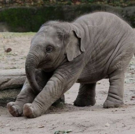 35 Pictures Of Baby Elephants Enjoying Their Moments Elephant Photography, Elephant Pictures, Elephants Photos, Baby Elefant, Save The Elephants, Elephant Lover, Elephant Love, African Elephant, Cute Elephant