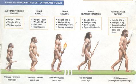 Human Timeline  (We are Homo Sapiens)  Who created the Cave Art? Human Evolution Tree, Homo Habilis, Masonic Order, Brain Size, Evolution Art, Theory Of Evolution, Horrible Histories, Early Humans, Human Evolution