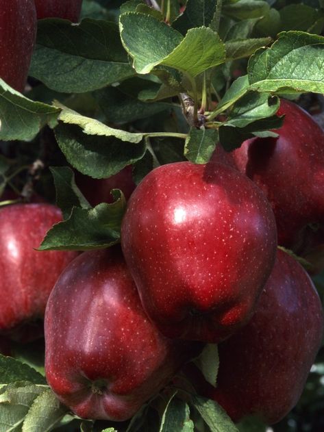 Bone meal is high is phosphorus, which promotes healthful fruit. Growing Apple Trees, Fruit Trees In Containers, Growing Tomatoes Indoors, Red Delicious Apples, Growing Fruit Trees, Gardening Zones, Red Apples, Fruit Photography, Apple Fruit