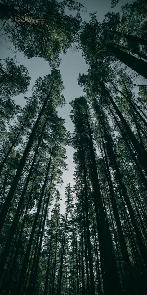 Trees Pictures, Dark Forest Aesthetic, Mountain Landscape Photography, Easy Photography Ideas, Iphone11 Pro, Theme Nature, Dark Green Aesthetic, Forest Background, Trees Forest