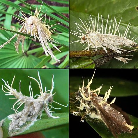 Moths covered in Cordyceps fungus (the kind that turns insects into zombies). Cordyceps is known to have the ability to control an insect��’s end-of-life wanderings. This ensures that when the fungal spores are released, they will spread over a larger area than if they died low or on the ground. When a Cordyceps fungus attacks a host, the mycelium invades and eventually replaces the host tissue. By Leah Wood. Weird Insects, Slime Mould, Moth Art, Cool Bugs, Beautiful Bugs, The Host, Weird Creatures, Weird Animals, On The Ground