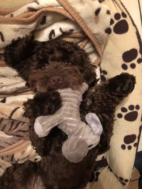 Labradoodle Chocolate, Sproodle Puppies, Chocolate Labradoodle Puppy, Brown Labradoodle, Cute Small Dogs, Dog Mommy, Really Cute Puppies, Labradoodle Puppy, Cute Dog Pictures