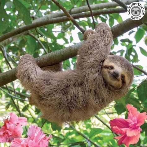 Baby Sloth Pictures, Sloth Quilt, Sloth Wallpaper, Cute Sloth Pictures, Sloth Facts, Sloth Photos, Sloth Cake, Sloth Drawing, Sloth Tattoo