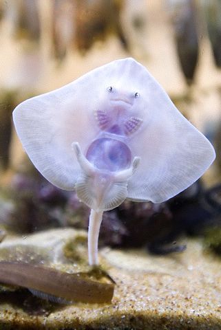 baby stingray | Found at an aquarium in Scotland. | James Watt | Flickr Baby Stingray, Tropical Fish, Stingray, Online Stores, Scotland, At Home, Fish