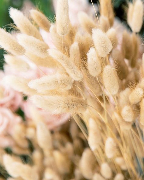 Mayesh Wholesale Florist on Instagram: “Hoppin’ into the weekend like 🐰🐰🐰 We have both dried & fresh Bunny Tail available! Which do you prefer? • • • #bunnytail #bunnytailgrass…” Coffee Wedding, Bride Flowers, Bunny Tail, Seasonal Flowers, Flower Bouquets, Types Of Flowers, Fall Flowers, Rehearsal Dinner, Rosemary