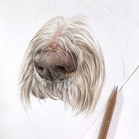 Lucy Joyce | A throwback to.. nose detail 😁 (I love drawing noses!) Here is Italian Spinone Felix’s nose in all it’s glory. My aim is to create a… | Instagram Dog Sketching, Drawing Noses, Dog Face Drawing, Dog Noses, Dog Portrait Drawing, Italian Spinone, Prismacolor Drawing, Dog Breed Art, Watercolor Dog Portrait