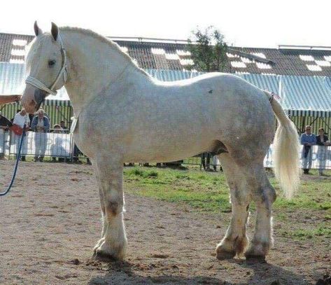 Percheron Horse, Draft Horse Breeds, Percheron Horses, Horse Beautiful, Horse Coat Colors, The Centaur, Horse Poses, Horse Reference, Big Horses