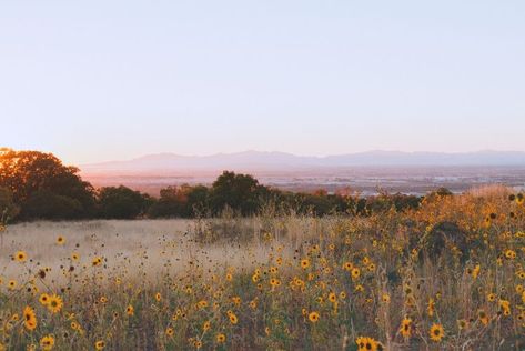 flower field Sunflower Field, Laptop Wallpaper, Haircut Ideas, Pics Art, Nature Aesthetic, Flower Field, Pretty Places, Art Watercolor, In The Mountains