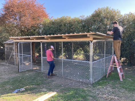 Chain-link dog kennels for run? | BackYard Chickens - Learn How to Raise Chickens Chicken Coop With Dog Kennel Run, Chicken Coop Chain Link Fence, Roof Over Dog Kennel, Diy Dog Pin Outdoor, Dog Run With Roof, Chicken Coop Out Of Dog Kennel, Chain Link Chicken Run, Chain Link Chicken Coop, Dog Kennel Chicken Coop Ideas