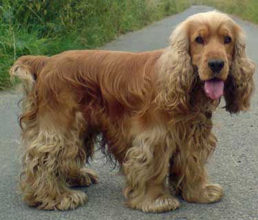 Golden Cocker Spaniels Are Our Favourite Cockers! Golden Cocker, Golden Cocker Spaniel, Dog Standing, Animal Instinct, American Cocker Spaniel, Cocker Spaniel Puppies, Cocker Spaniel Dog, English Cocker, English Cocker Spaniel