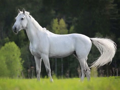 white horse on grass with tail moving Big Horse Breeds, Horse Standing, Horse Facts, Palomino Horse, Horse Inspiration, Horse Tail, Horse Owner, Horse Drawings, White Horses