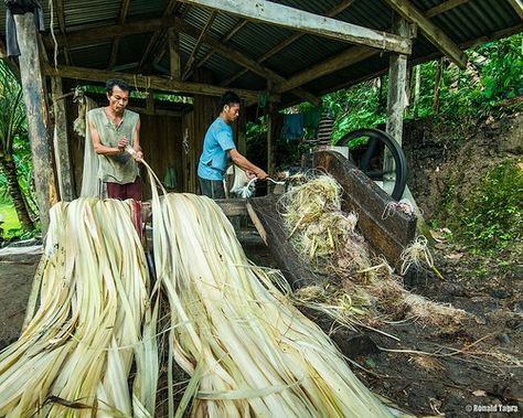 musa Textillis Native Products, Banana Fabric, Healthy Food Recipies, Textile Shop, Folk Crafts, Banana Fiber, Banana Uses, Healthy Foods To Make, Flax Weaving